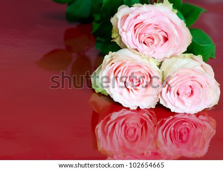 Three beautiful pink cabbage roses on a reflective red surface