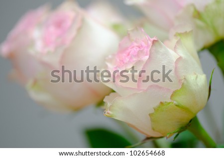 Pink cabbage roses with shallow depth of field
