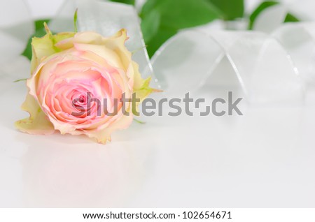 Pink cabbage rose on a reflective white surface with ribbon