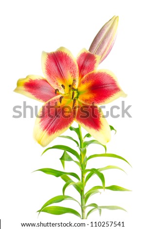 A beautiful  orange and yellow lily isolated on white