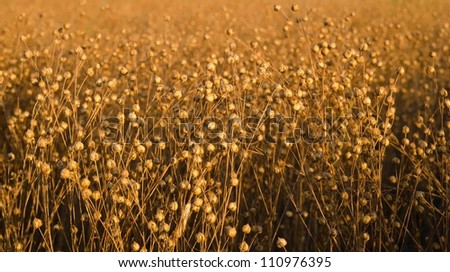 A flax field ready for harvest lit by the late afternoon sun