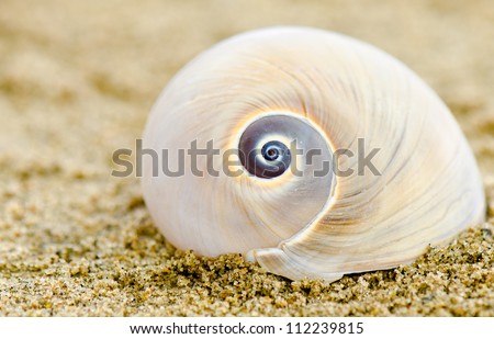 A Shark\'s Eye or Moon shell on a sandy beach
