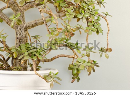 Close up of a Jade plant bonsai