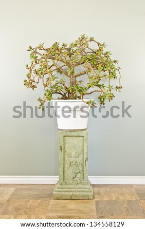 A large jade plant bonsai on a pedestal