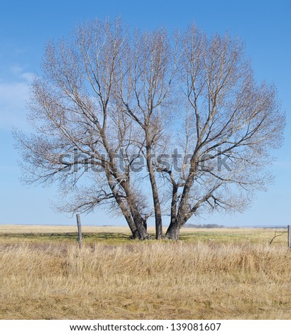 Lone tree on Saskatchewan prairie, starting to bud out in the spring