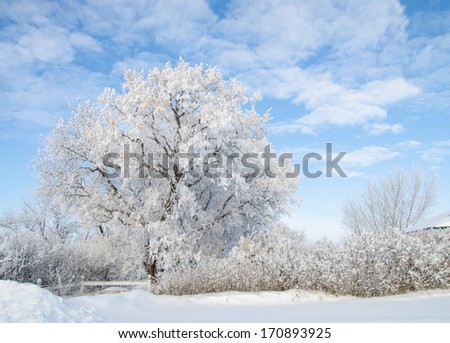 A box Elder tree covered in frost against a blue sky