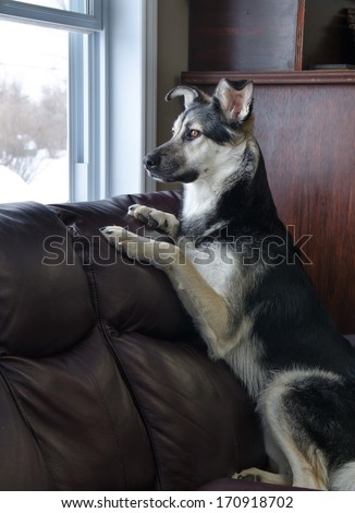 Beautiful German Shepherd Dog Looking Out A Window.
