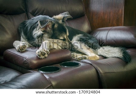 A beautiful german shepherd cross dog sleeping on a leather couch.