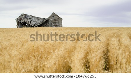 A deteriorating old shed in a field of ripe grain