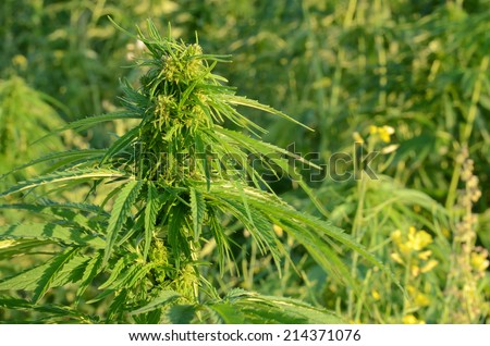 A hemp plant in the light of the setting sun