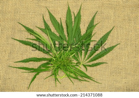 Hemp leaves and seed buds on a burlap surface