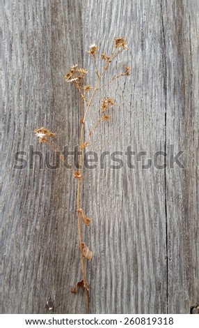 A dried weed against a backdrop of an old wooden outhouse
