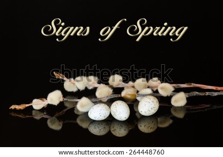 The words signs of spring with bird eggs and pussy willows reflected on a black surface