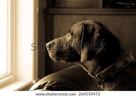 A german short haired pointer hunting dog looking outside through  a window in rich brown tones