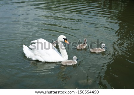 Parent swan with the fedglings on the water