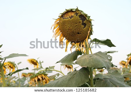 Ripe sunflower and seeds at the end of life cycle