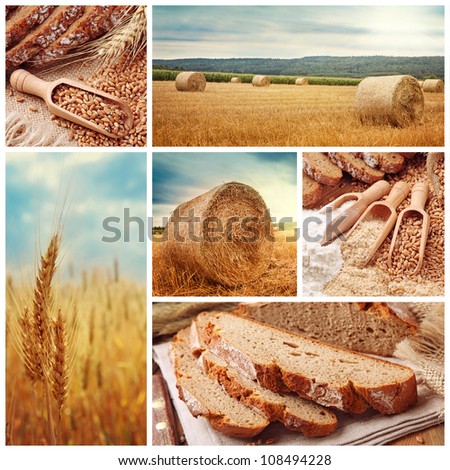 Bread and harvesting wheat collage