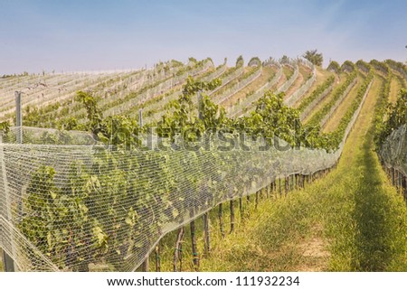 Vineyards landscape with bird protection net in Burgenland, Austria