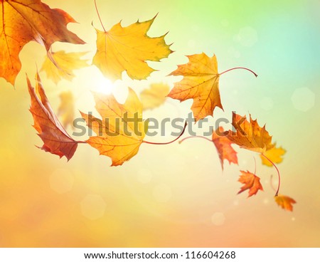 Autumn falling leaves on colorful background