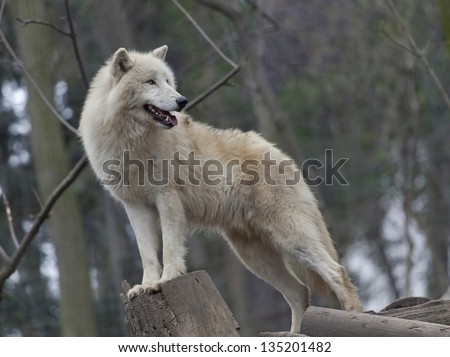 White arctic wolf in a zoo