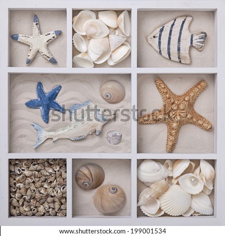 Seashells on sand in a white box
