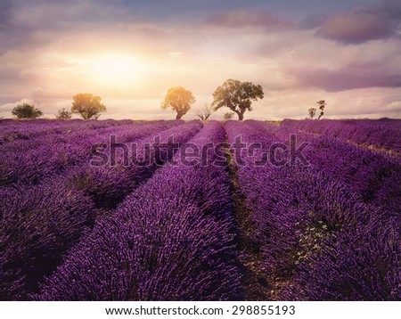 Lavender field at sunset, Provence
