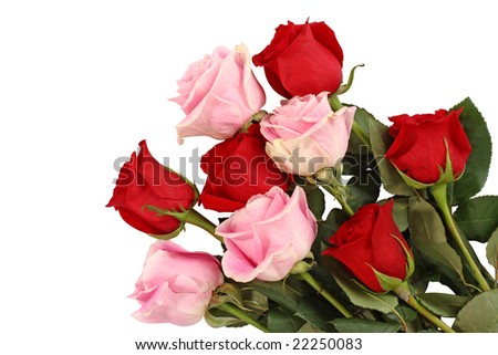 stock photo : Pink and red roses isolated on white background