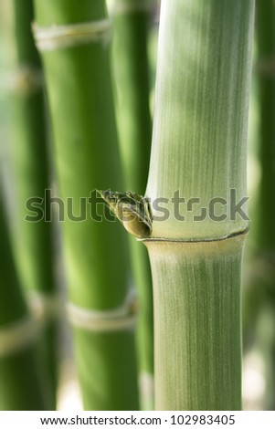 Green bamboo stems, leaves, branches are all green.
