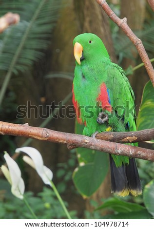 Male Eclectus Parrot (Eclectus roratus) perched amidst lush greenery, portrait orientation