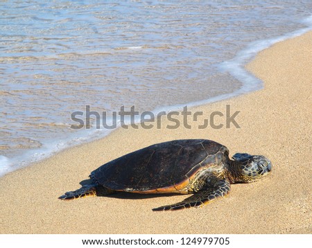 Hawaiian green sea turtle (honu, Chelonia mydas) sunbathing on the beach