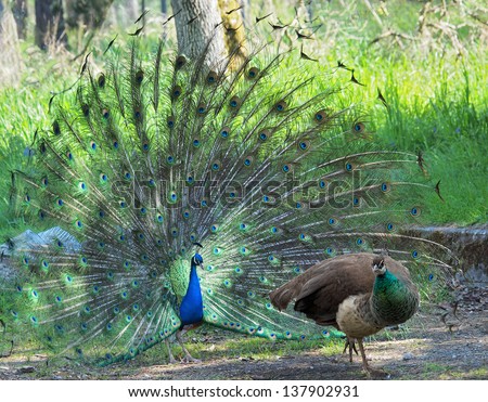 Peacock courting ritual, peahen walks away