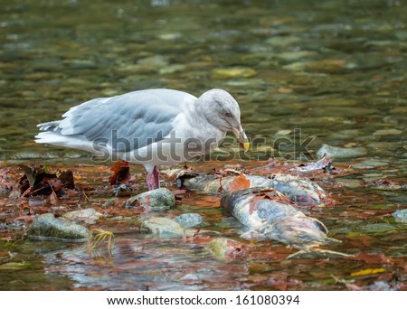 Seagull over dead fish during salmon run