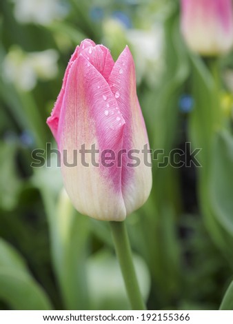 Pink-white single tulip with raindrops against blurry background