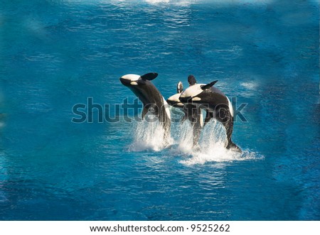 Three killer whales breach out of the water