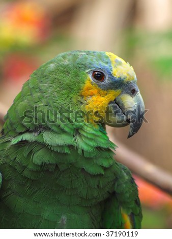 Green parrot close-up against a blurry background