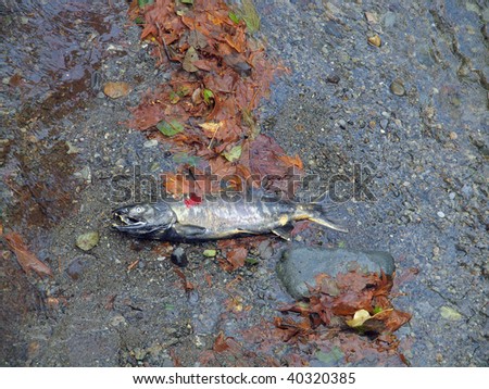 Chum salmon (oncorhynchus keta) dead at the end of the life cycle after spawning