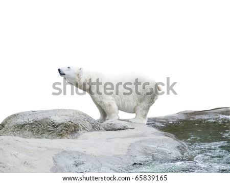 Polar bear stand on the rocks near the pond, isolated over white