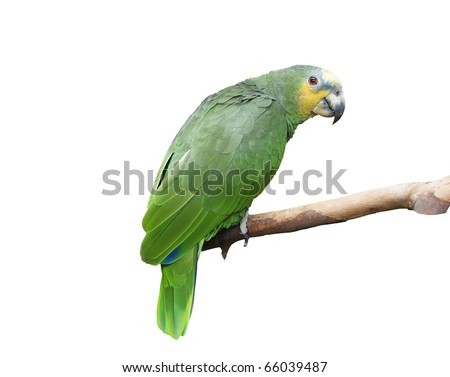 flying green parrot
