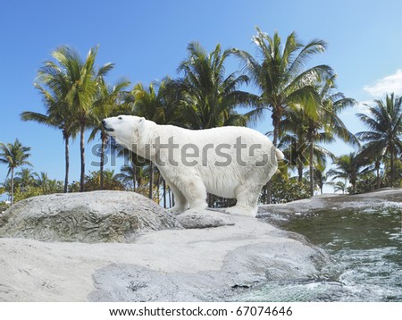 Polar bear stand on the rocks with tropic background, symbolizing climate change