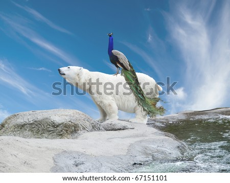 Peacock sits on a polar bear, symbolizing species migration caused by climate change