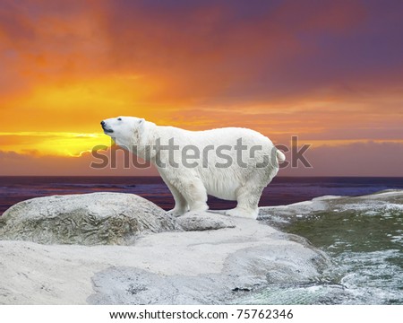 Polar bear stands on the rocks near the pond against dramatic sunset