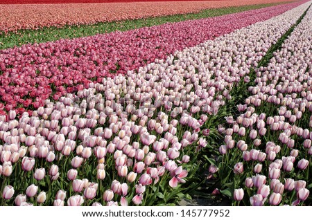 Red and pink tulips in a great tulip field near amsterdam