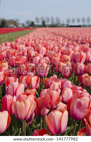 Red and pink tulips in a great tulip field near amsterdam