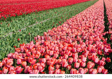 A tulip field near Amsterdam