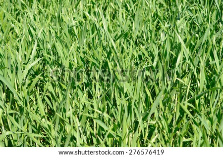 Texture of a green meadow