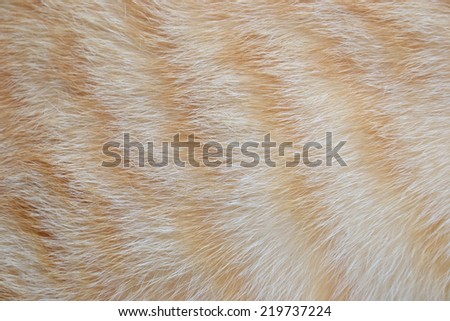 close up fur of cat being an allergen