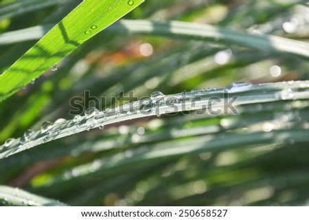 water drop on the lemon grass