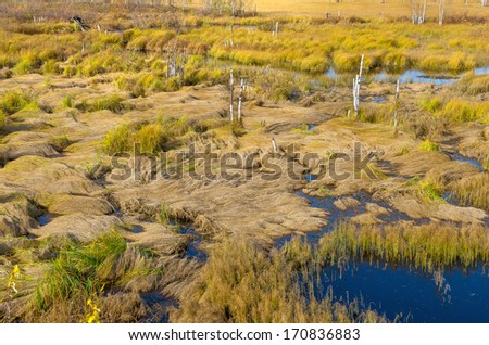 Plot impassable swamp grass with fallen
