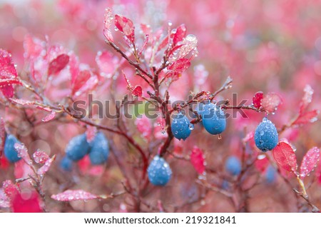 Blueberries in raindrops Blueberries in raindrops