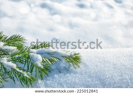 Winter background with snowy spruce Winter background with snowy spruce